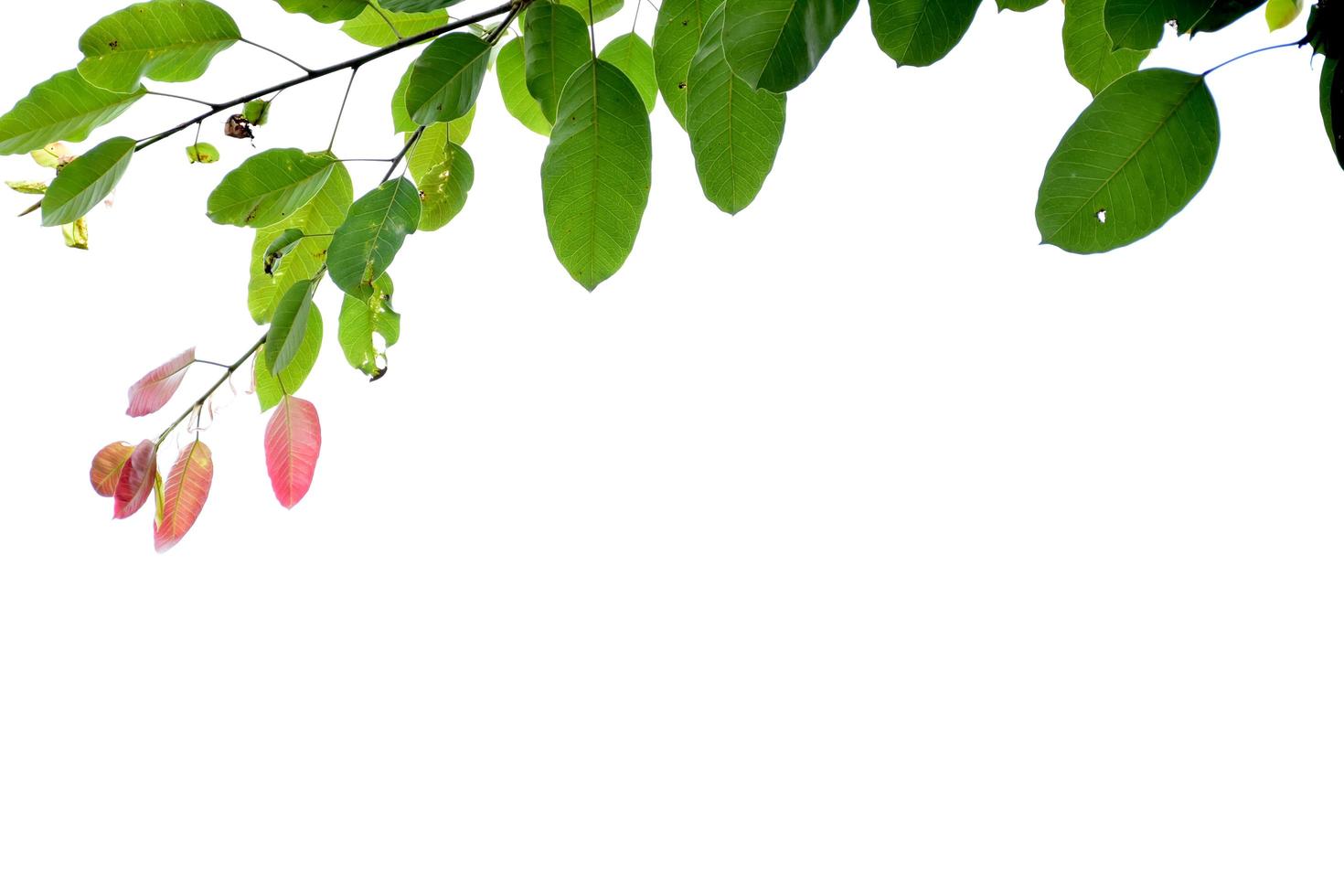 fondo de ramas y árboles de hojas naturales. foto