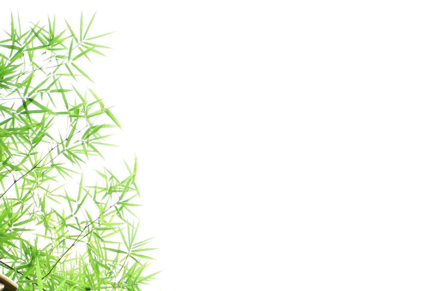 Fresh and grenn bamboo leaves background photo