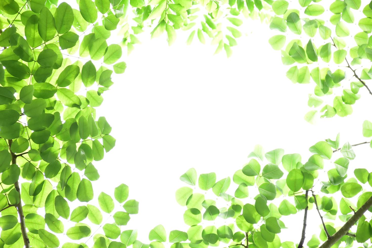natural leaves branches and trees background. photo