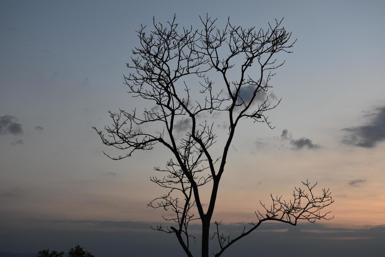 Dry trees against a mountain backdrop in the morning of the day. photo