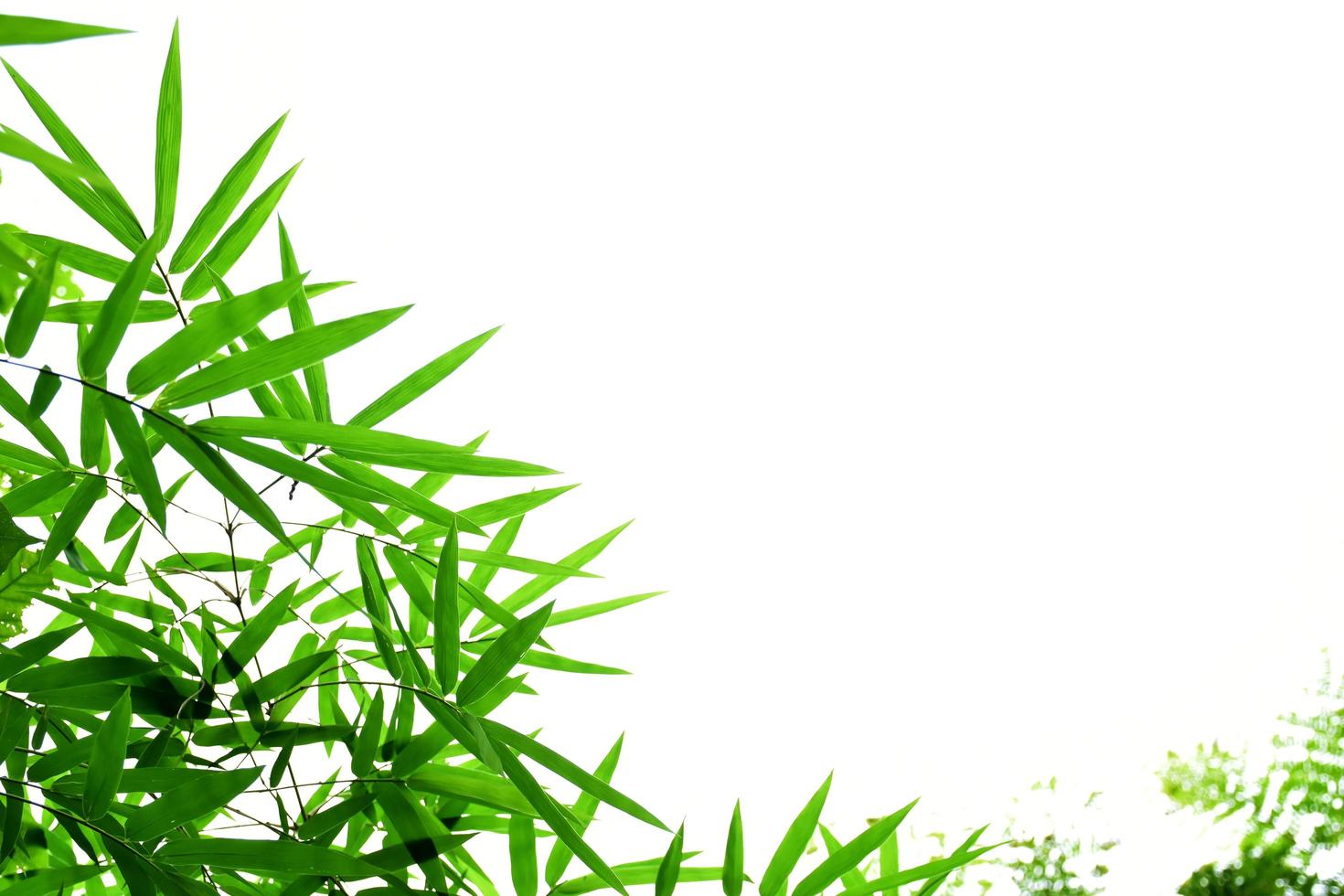 Fresh and grenn bamboo leaves background photo