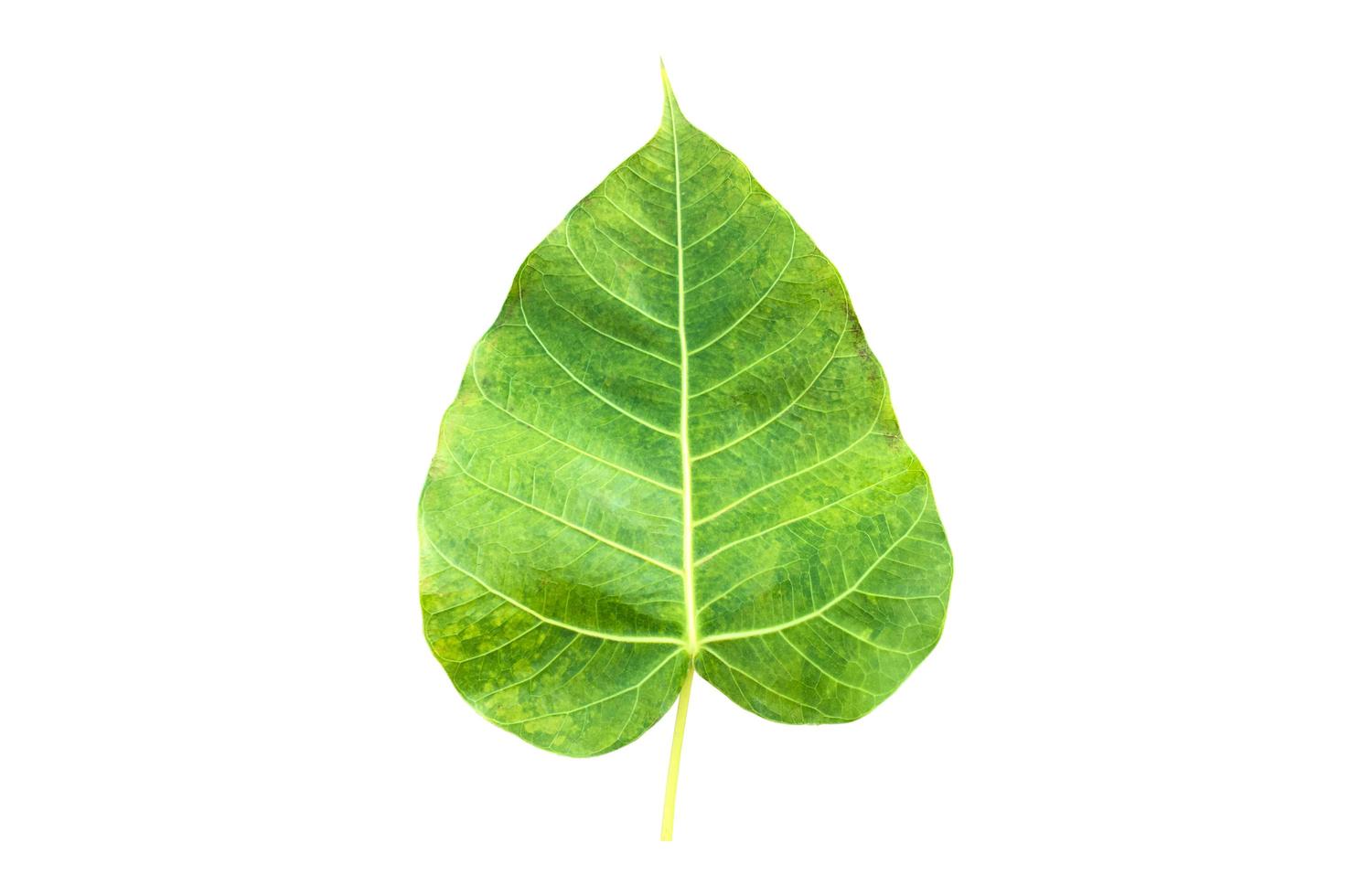 Isolated ficus religiosa leaf with clipping paths. photo