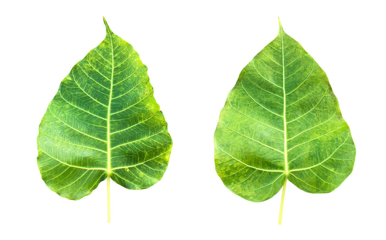 hoja de ficus religiosa aislada con caminos de recorte. foto