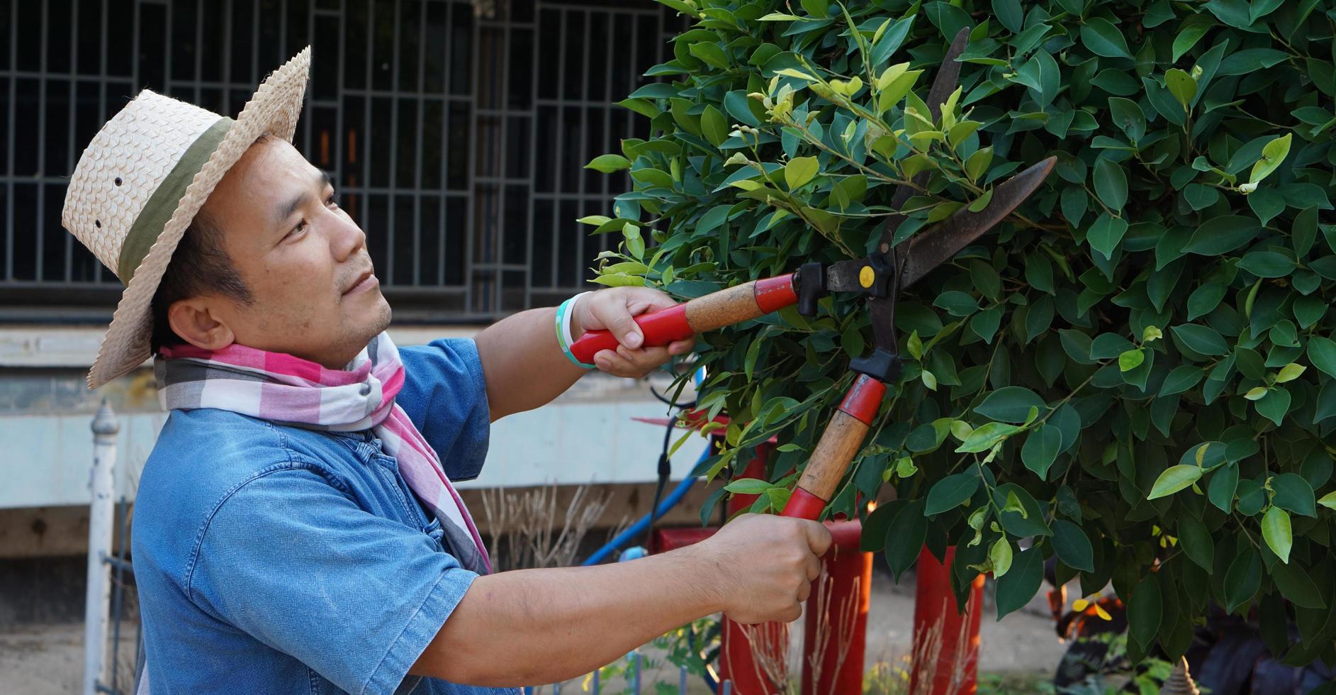 Asian middle aged man is using pruning shears to cut and look after the bush and ficus tree in his home area, Soft and selective focus, free times activity concept. photo
