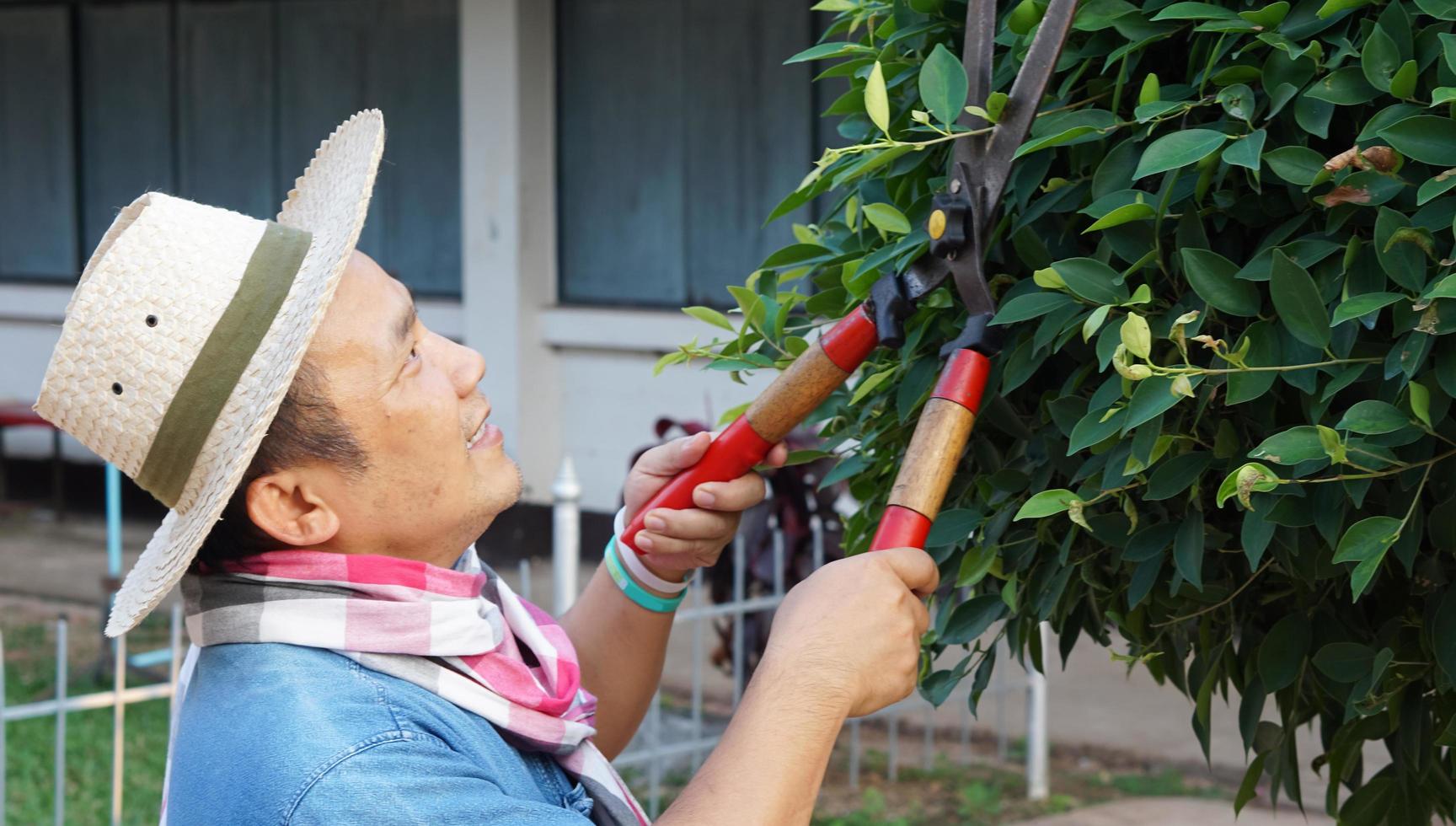 Asian middle aged man is using pruning shears to cut and look after the bush and ficus tree in his home area, Soft and selective focus, free times activity concept. photo