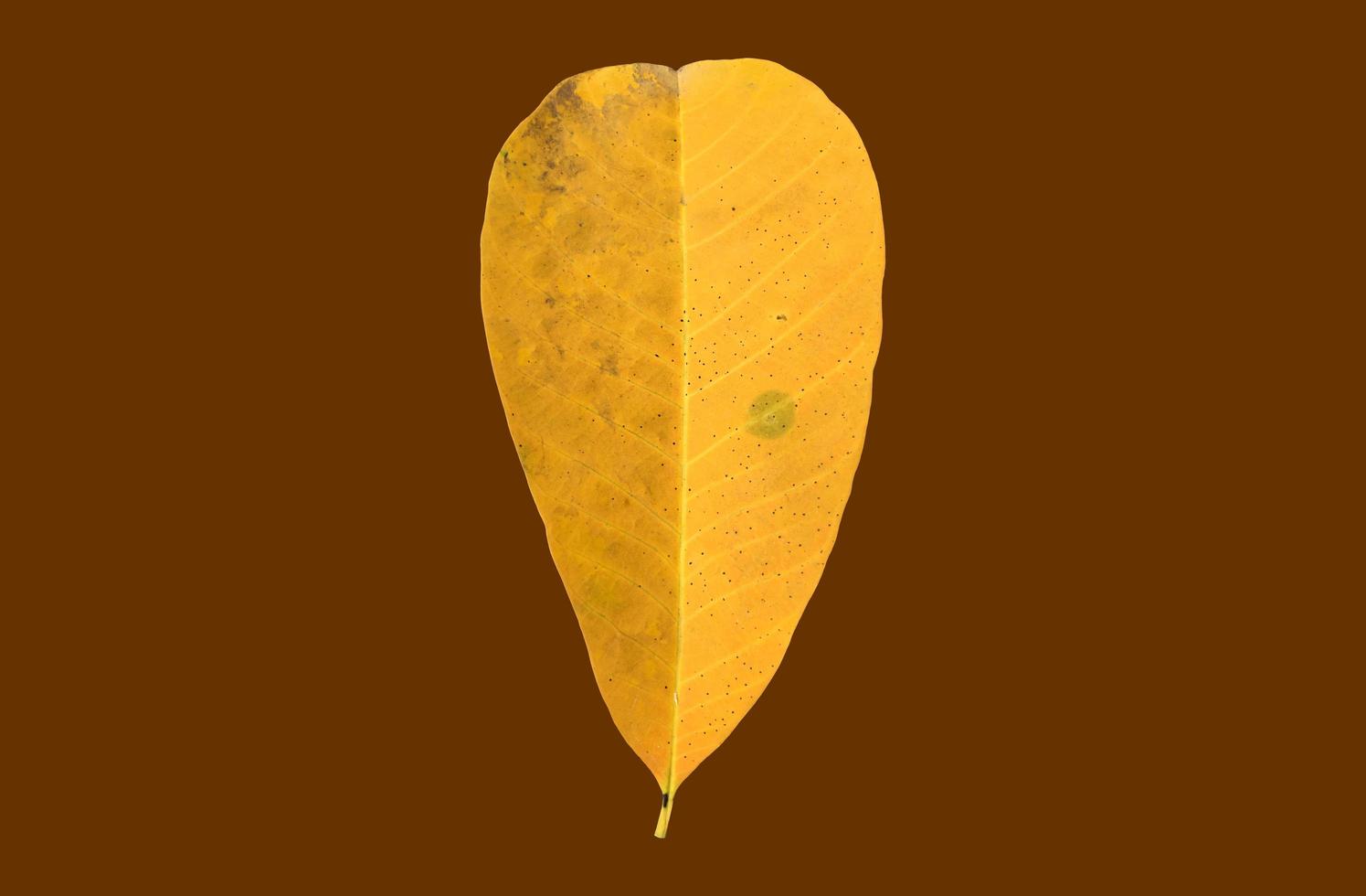 Isolated hevea brasiliensis or rubber leaf with clipping paths. photo