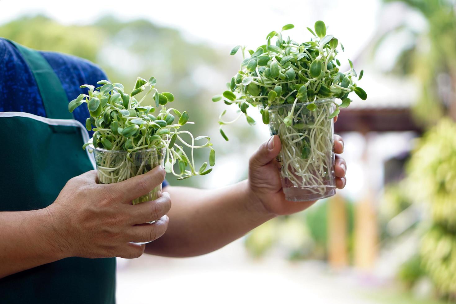 Sunflower sprout in transparent plastic cups holding in hands of asian middle aged male, soft and selective focus on sunflower sprout, concept for gardening and relaxing at home. photo