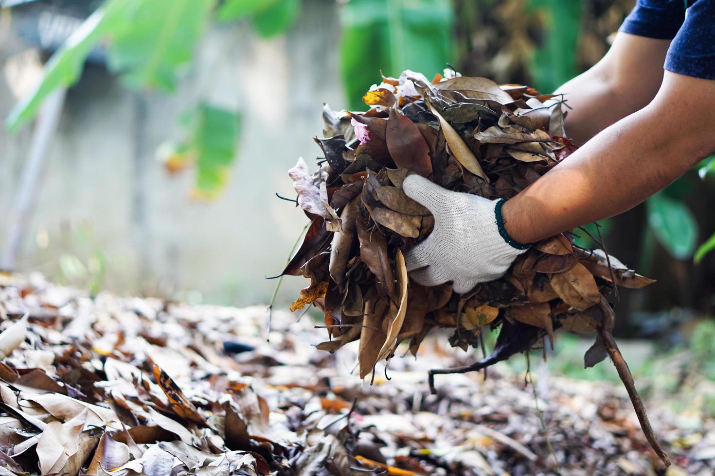 Closeup view of asian male doing the compost from rotten and dry leaves which fell down under the trees in the backyard of his house, soft and selective focus. photo