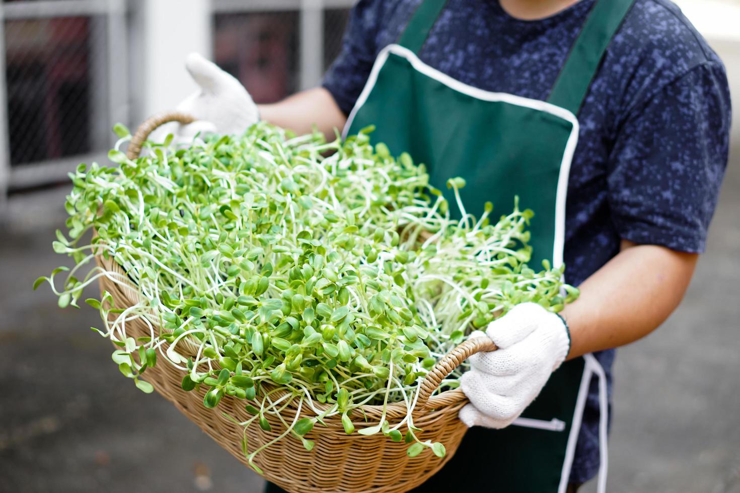 Sunflower sprout in transparent plastic cups holding in hands of asian middle aged male, soft and selective focus on sunflower sprout, concept for gardening and relaxing at home. photo