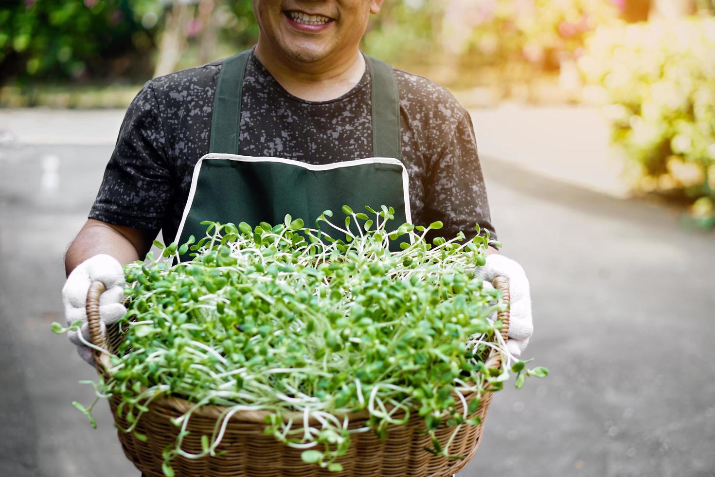 Sunflower sprout in transparent plastic cups holding in hands of asian middle aged male, soft and selective focus on sunflower sprout, concept for gardening and relaxing at home. photo