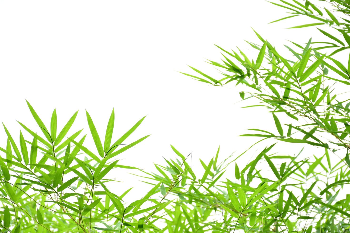 Fresh and grenn bamboo leaves background photo