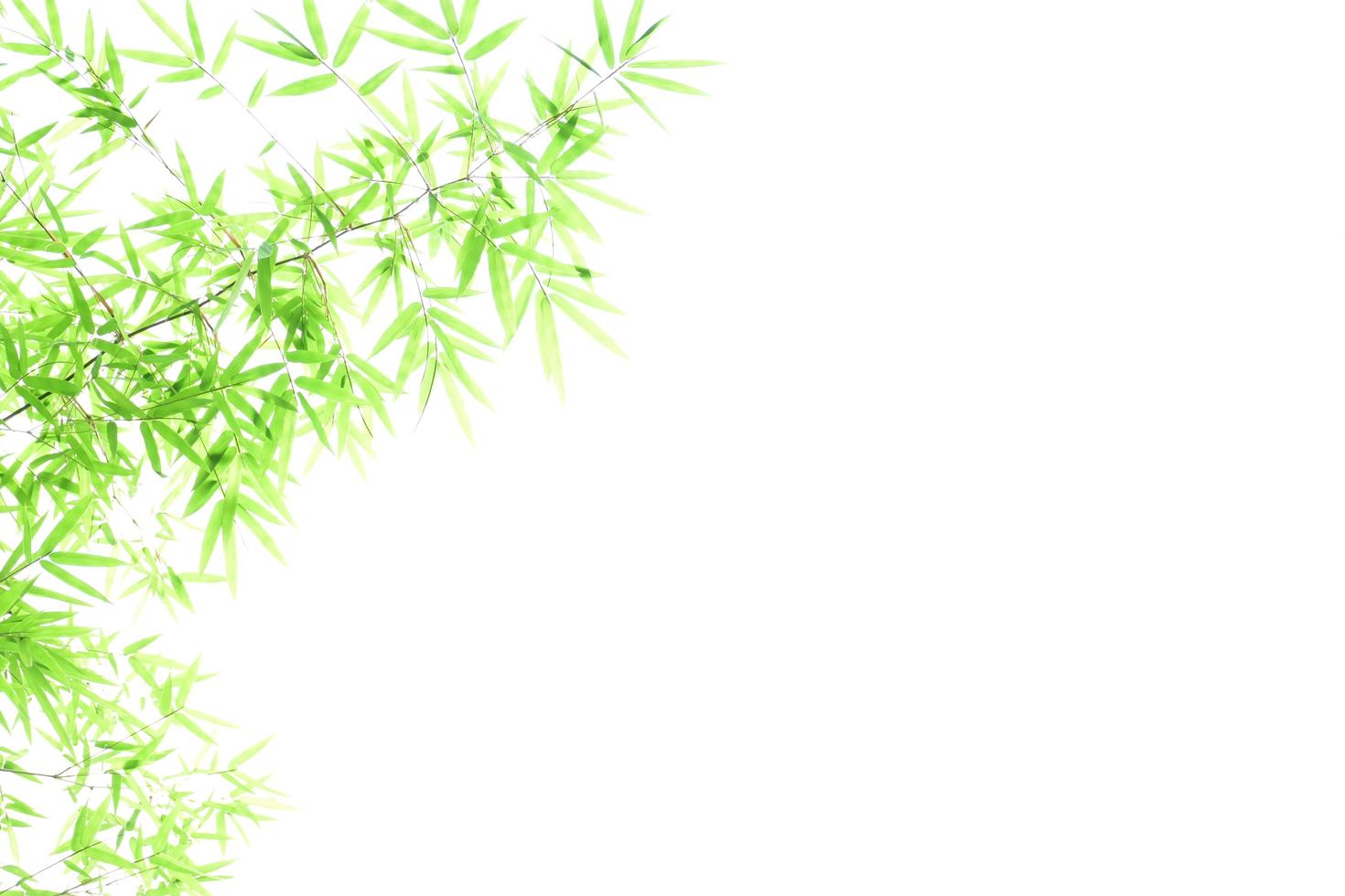 Fresh and grenn bamboo leaves background photo