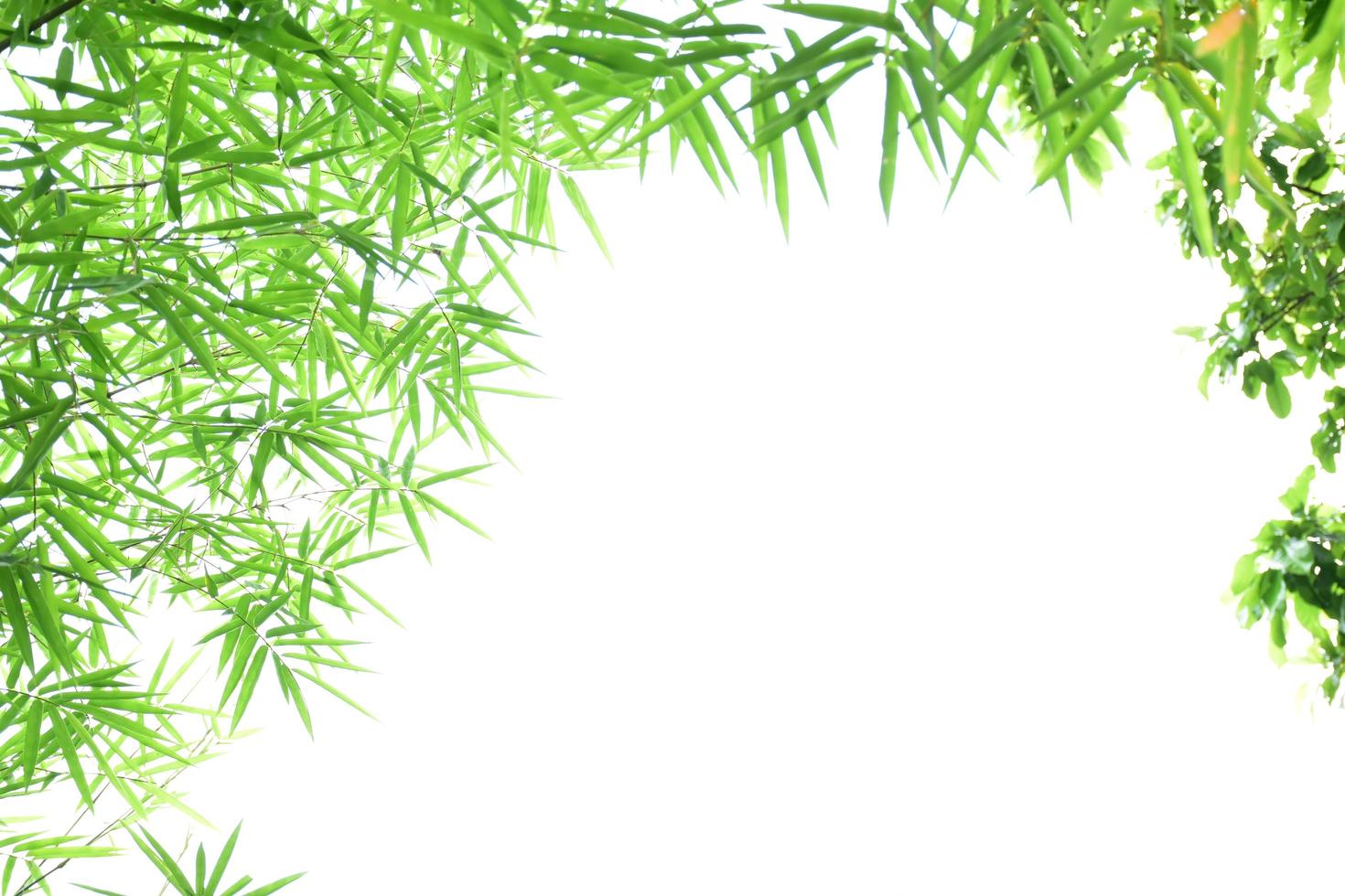 Fresh and grenn bamboo leaves background photo