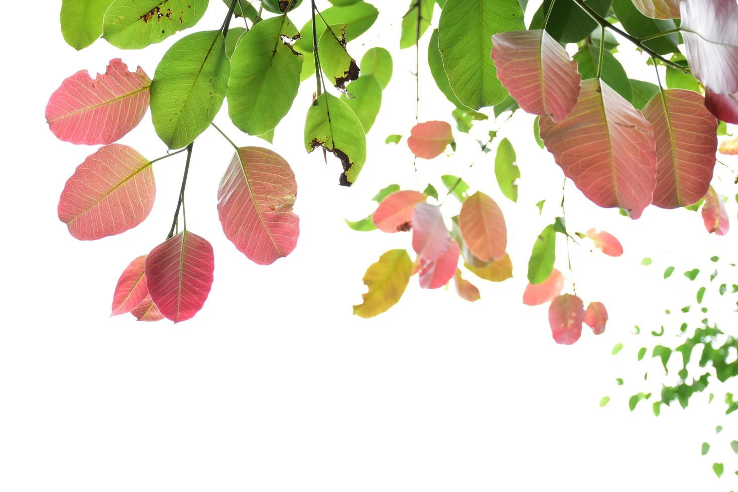 natural leaves branches and trees background. photo