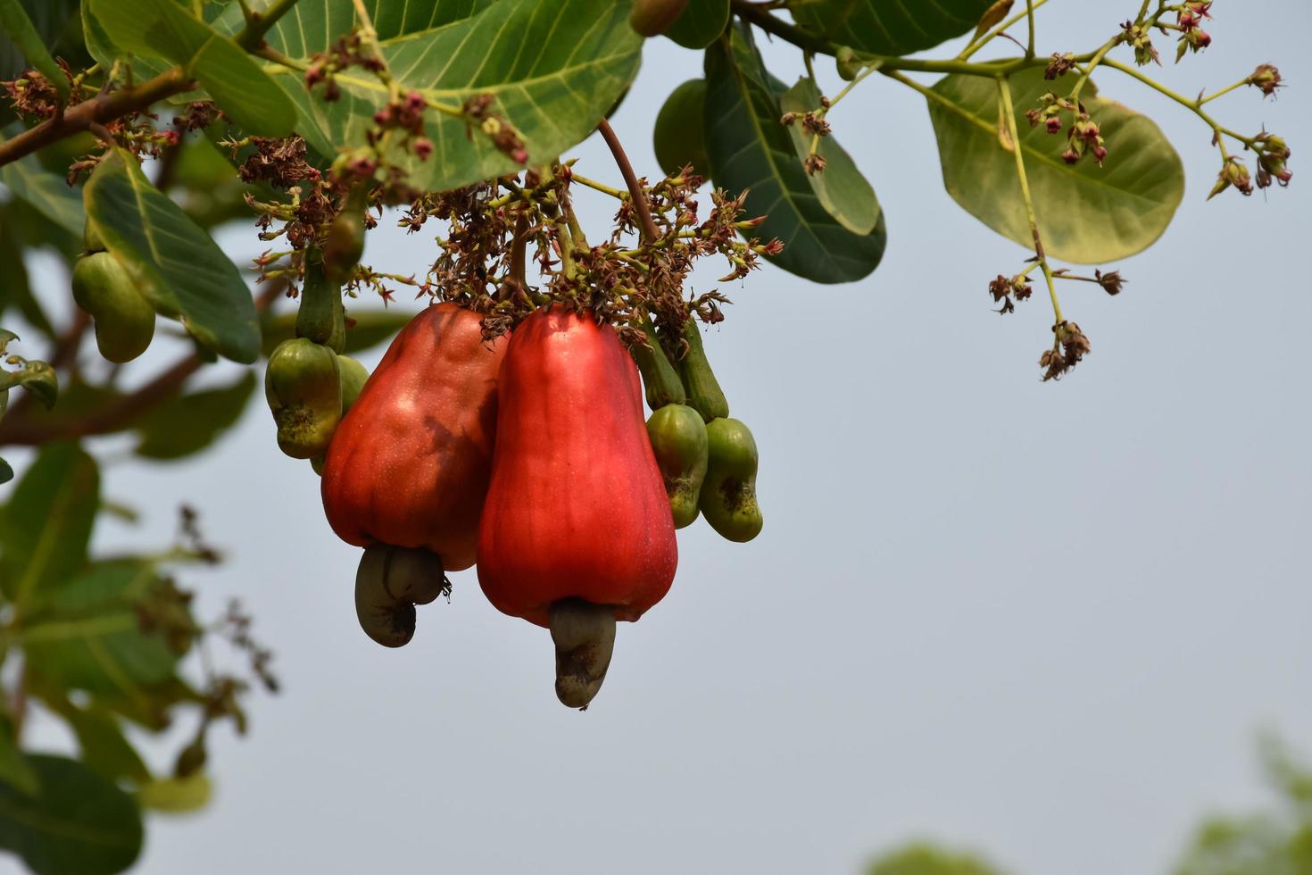 Cashew Tree Stock Photos, Images and Backgrounds for Free Download