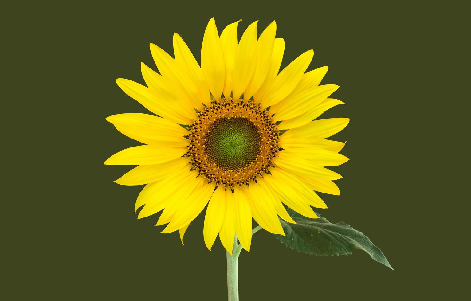 Isolated single sunflower with clipping paths. photo