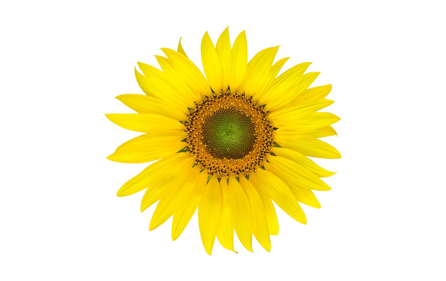 Isolated single sunflower with clipping paths. photo