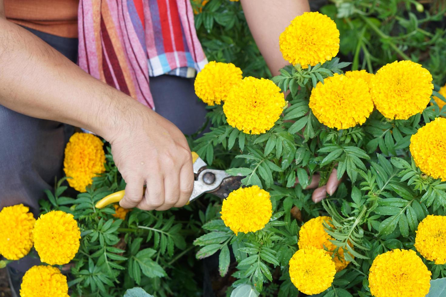 Asian middle aged man is relaxing with his free time by using his taplet to take photos and to store the growing data beside the vegetable beds in the backyard of his house. Soft and selective focus.