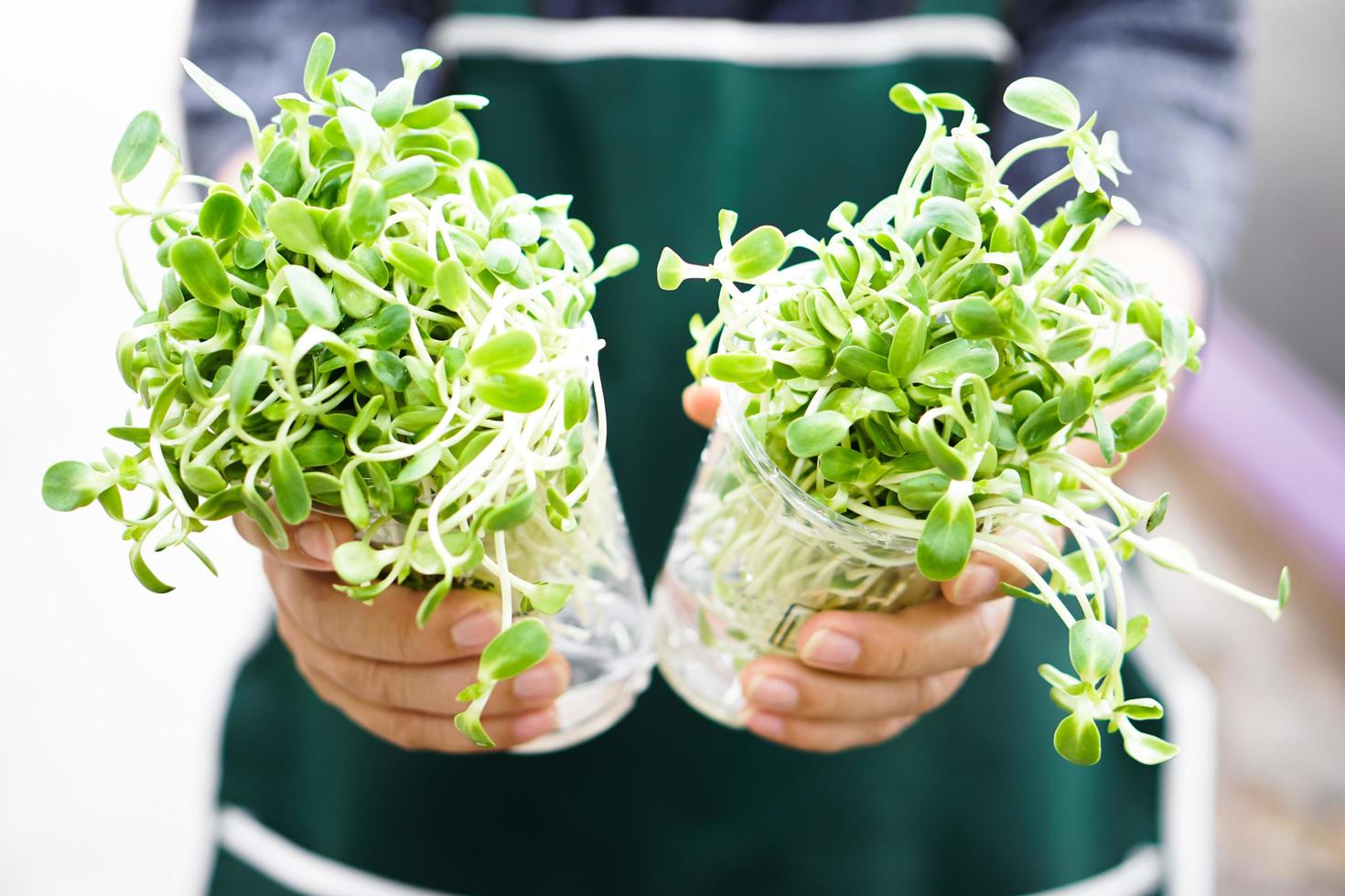 Sunflower sprout in transparent plastic cups holding in hands of asian middle aged male, soft and selective focus on sunflower sprout, concept for gardening and relaxing at home. photo