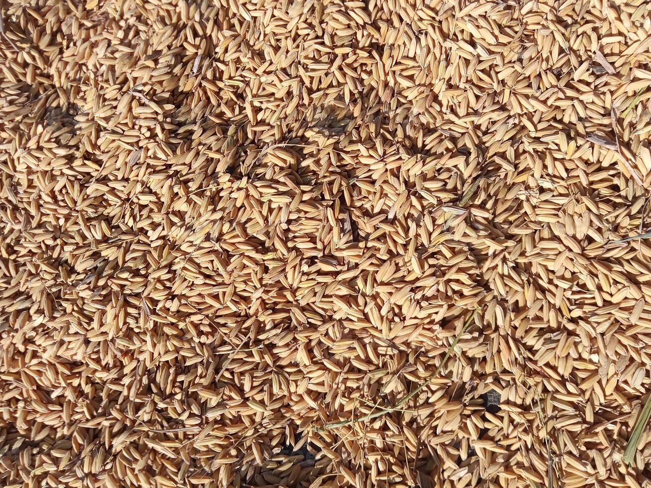 dry rice grain photo