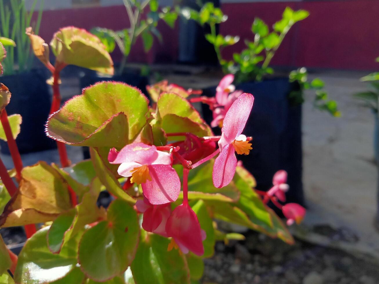 focus flower photo with a little blur