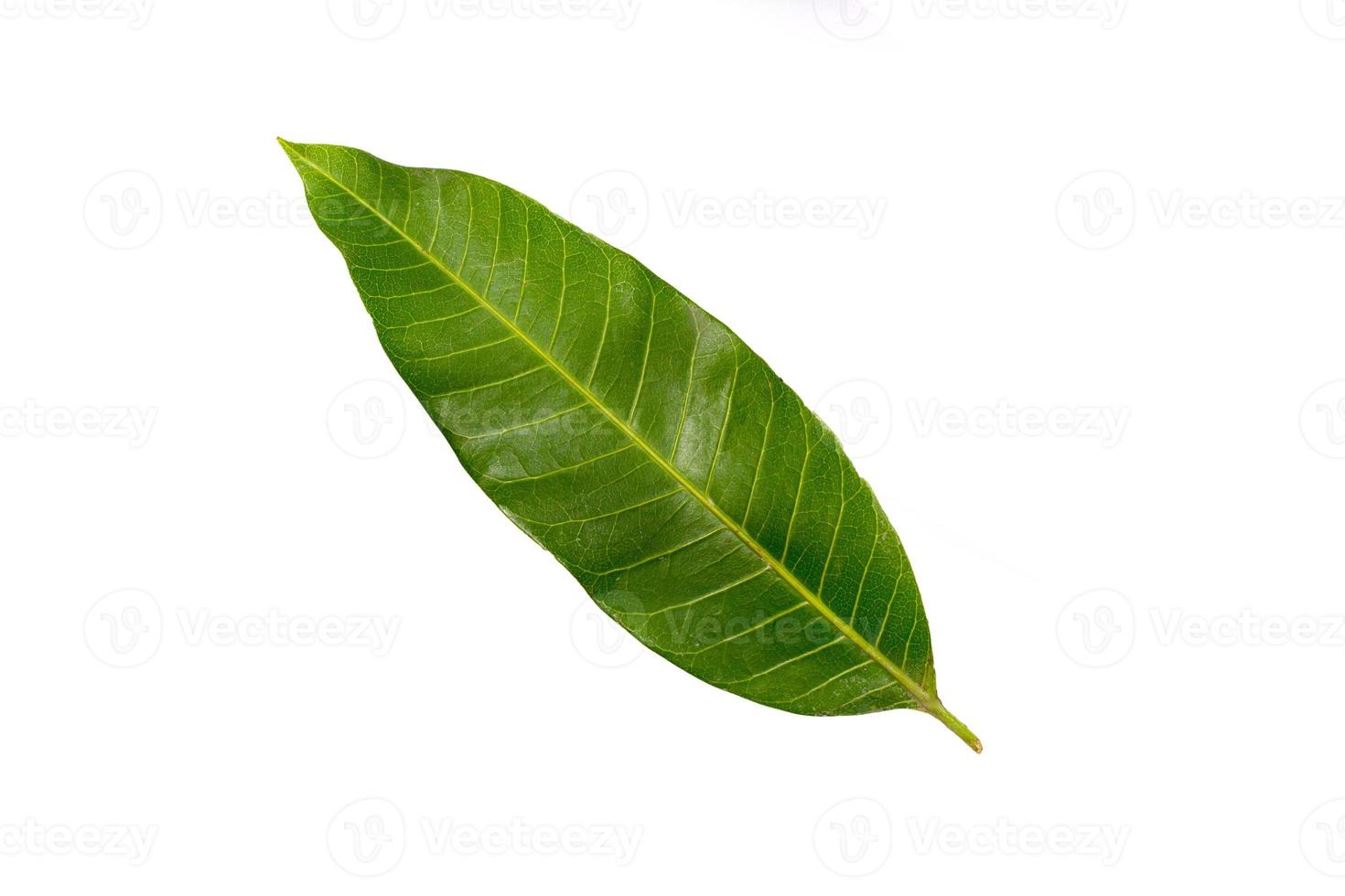 One mango leaf on a white background photo