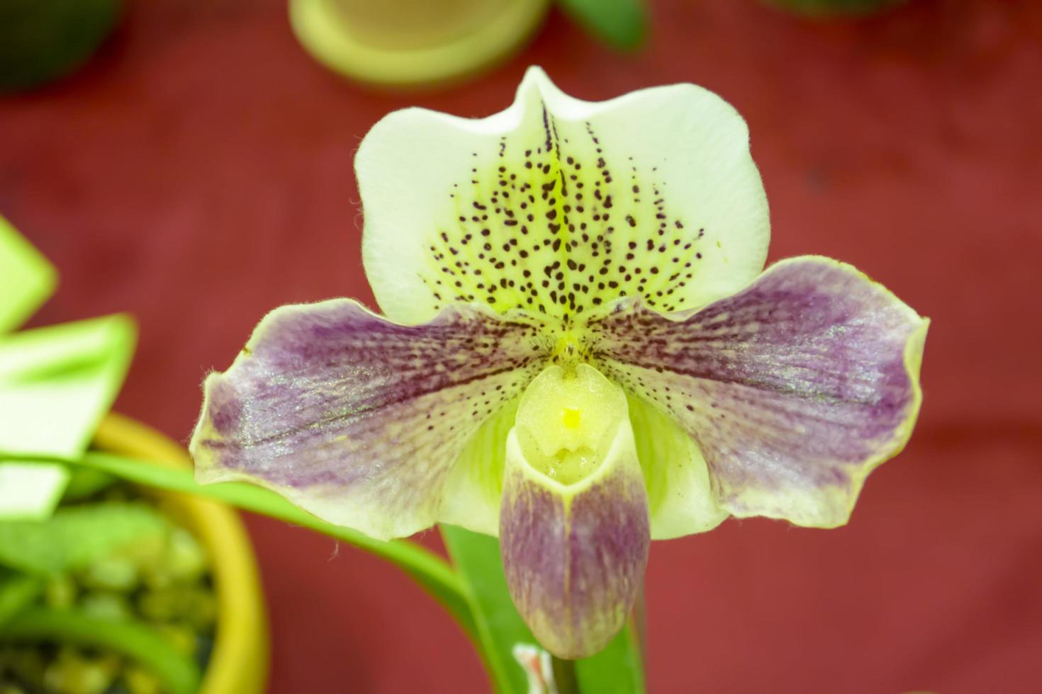 Paphiopedilum, often called the Venus slipper, is a genus of the Lady slipper orchid subfamily Cypripedioideae of the flowering plant family Orchidaceae. photo