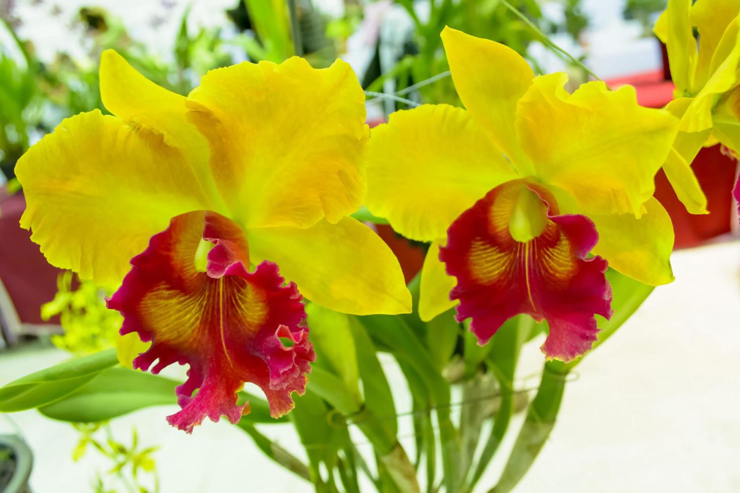 Cattleya is a genus of 113 species of orchids from Costa Rica and the Antilles south to Argentina. photo