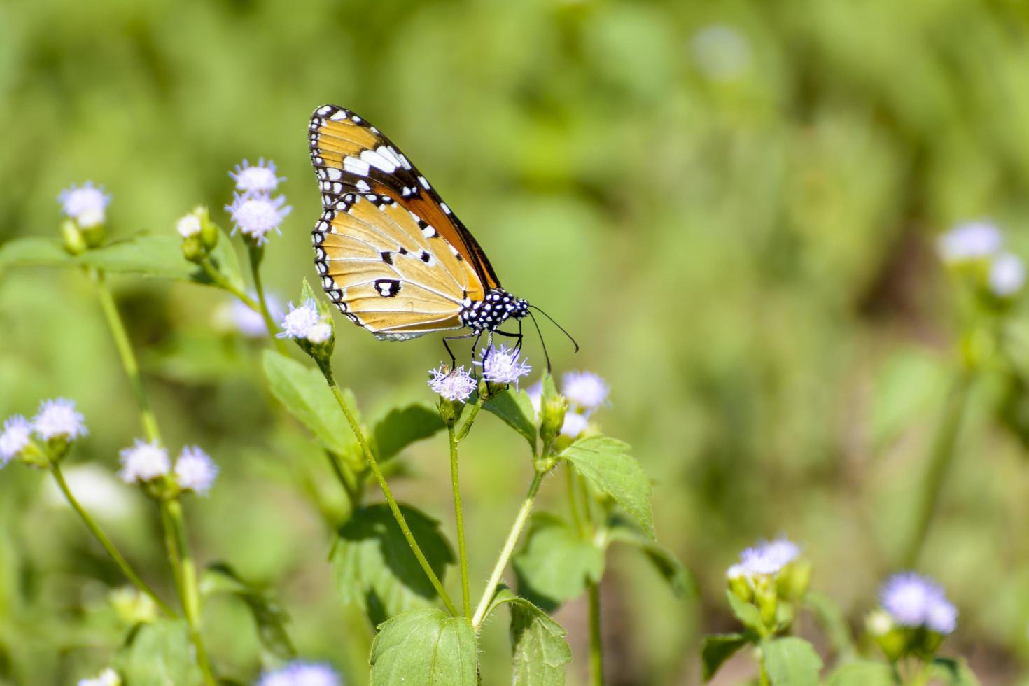 Butterfly and poaceae photo