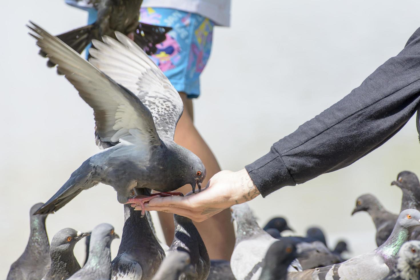 las palomas y las palomas exhiben variaciones considerables en tamaño. palomas y palomas se distribuyen por todas partes en la tierra. foto