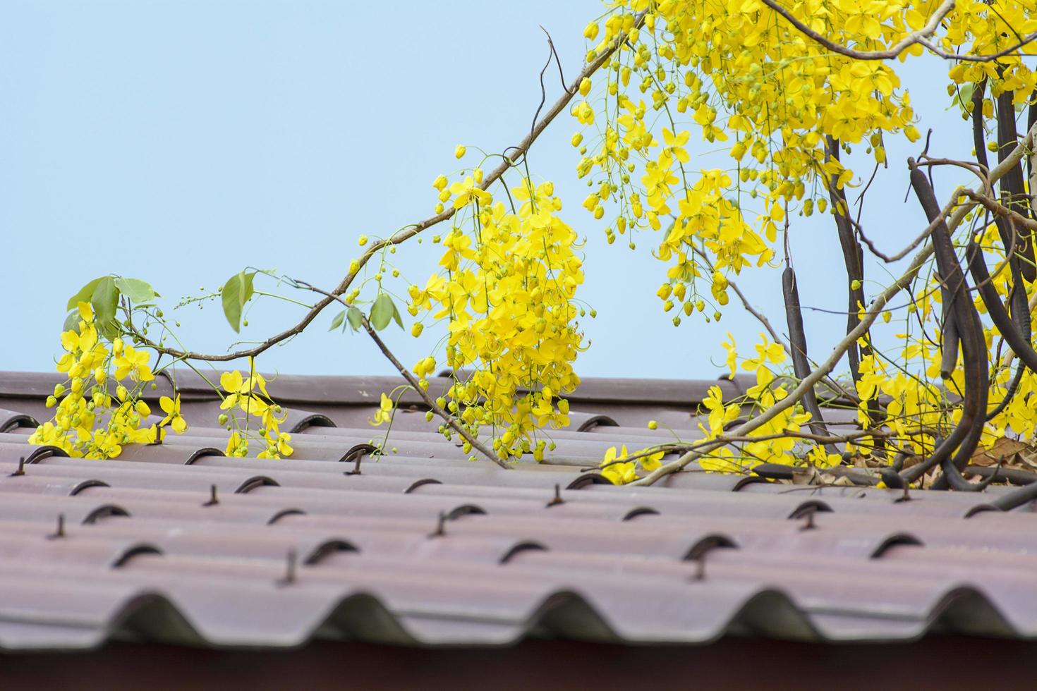 Golden Shower Tree photo