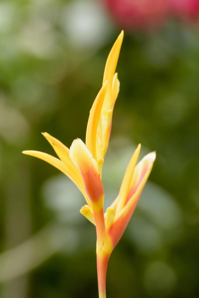 Bird of paradise photo