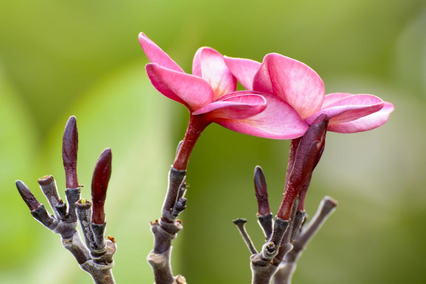 Plumeria flowers are so beautiful that popular in Thailand. photo