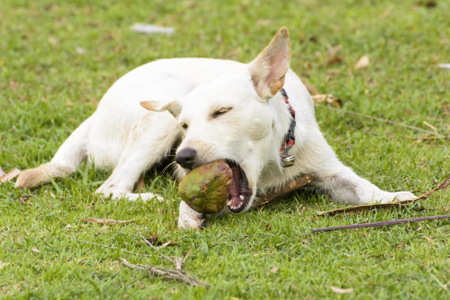 The dog is playing with the coconut that it is fun. photo