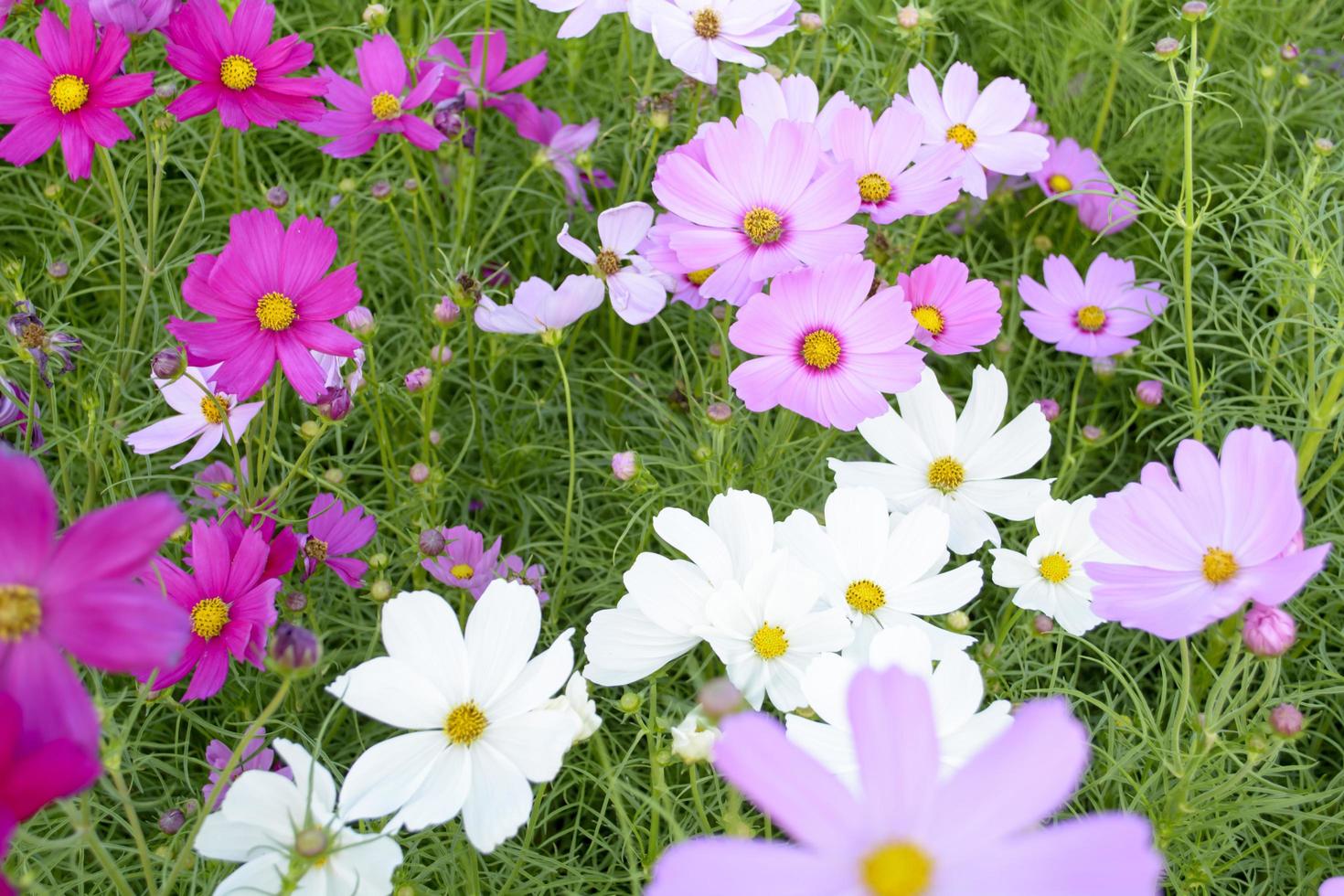 Cosmos is a genus, with the same common name of Cosmos, consisting of flowering plants in the sunflower family. photo