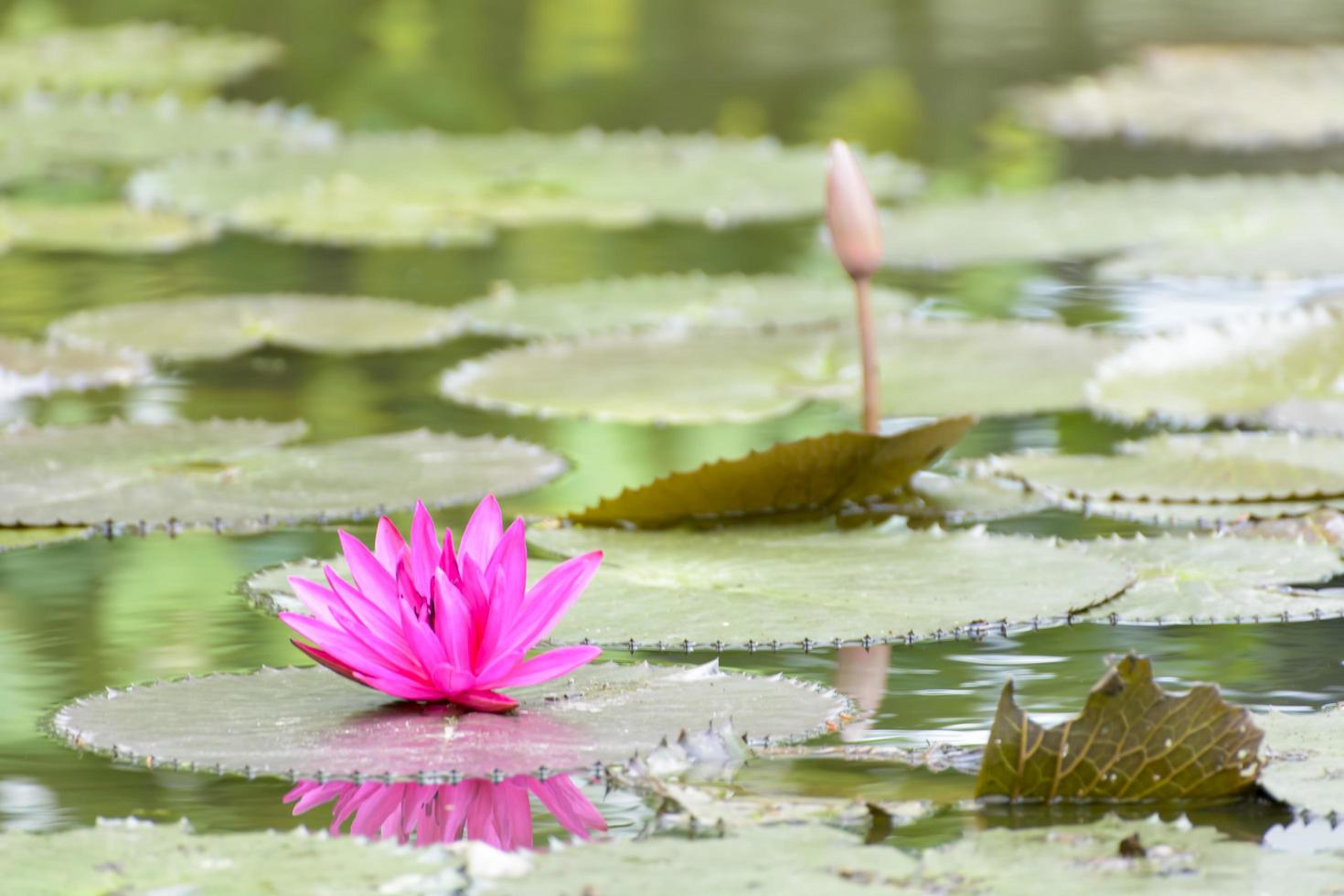 loto en muchos colores y hermoso en estanques. foto