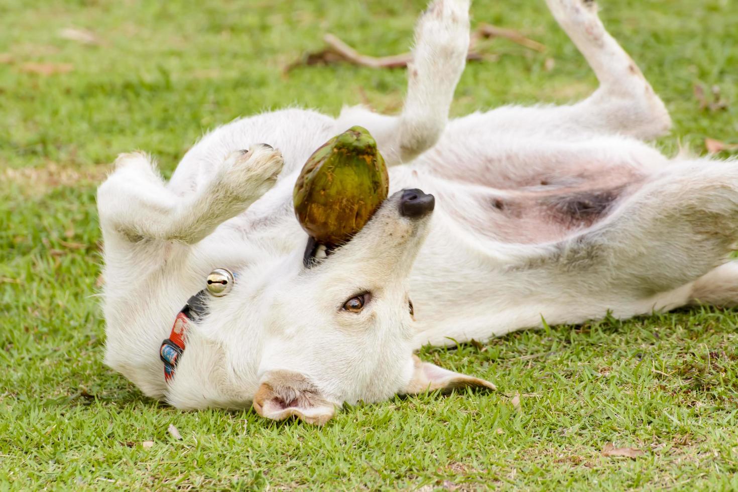 The dog is playing with the coconut that it is fun. photo