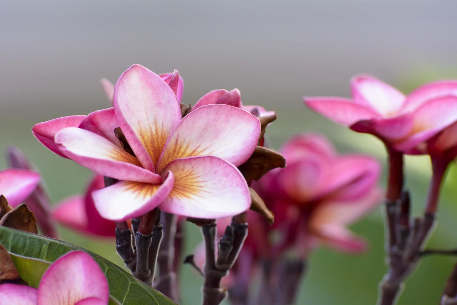 las flores de plumeria son tan hermosas que son populares en tailandia. foto