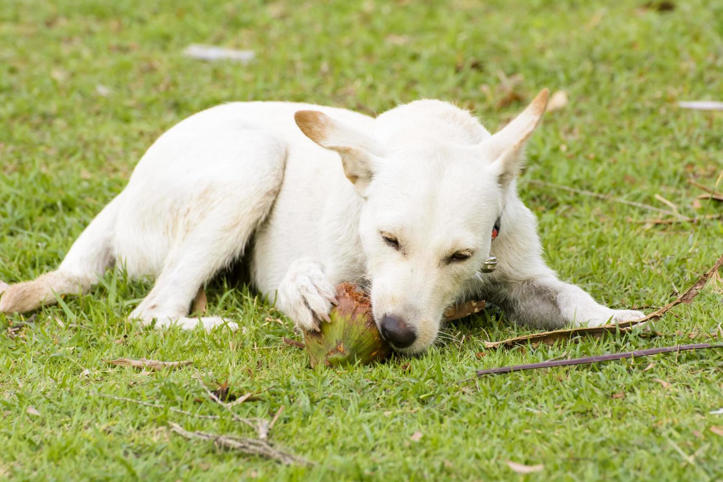 The dog is playing with the coconut that it is fun. photo