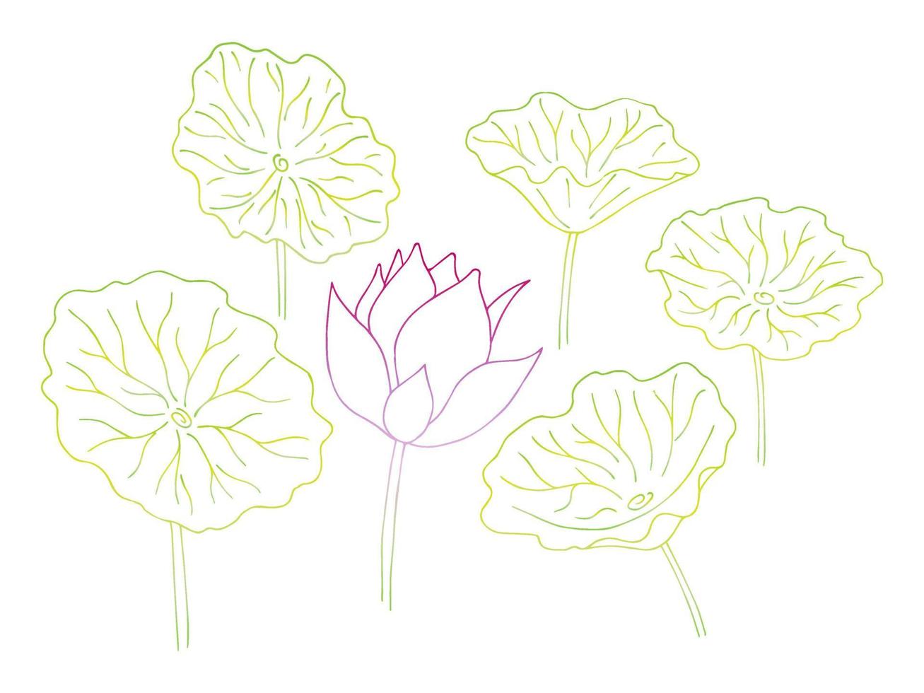 Lotus flower and leaf hand drawn botanical illustration vector