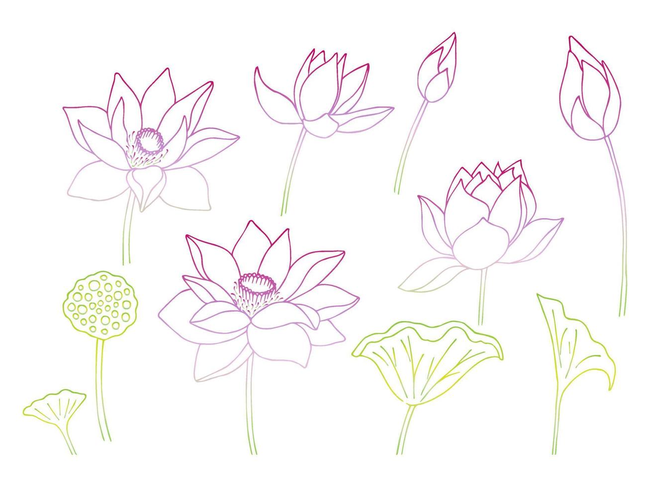 Lotus flower and leaf hand drawn botanical illustration vector