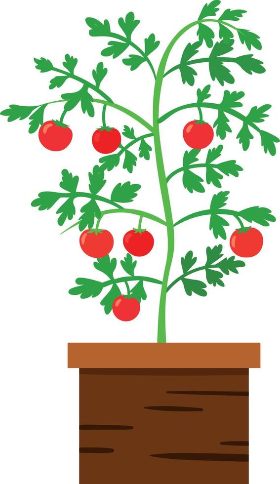 ilustración de un arbusto de tomate en una caja de madera vector