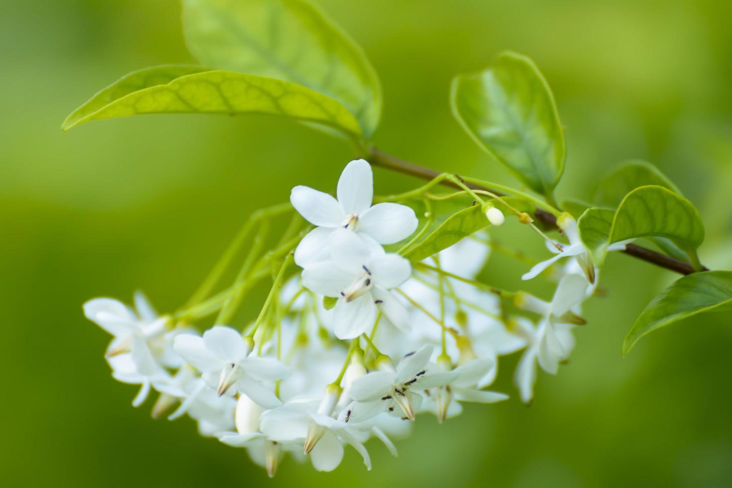 jazmín del bosque, son de un blanco brillante con flecos rosados. foto