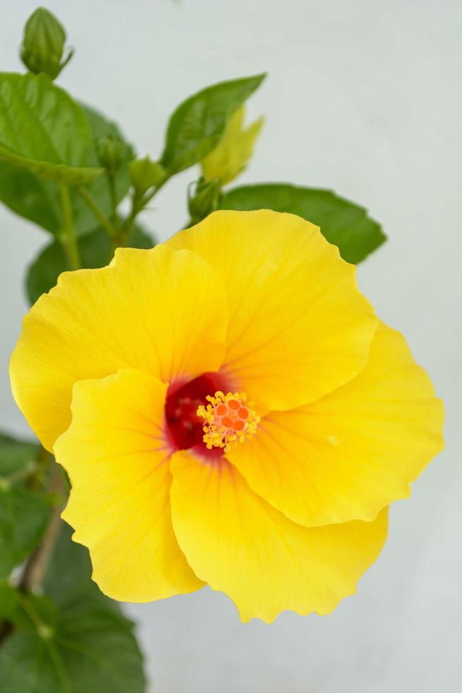 hibiscus es un género de plantas con flores en la familia de las malvas, malvaceae. foto