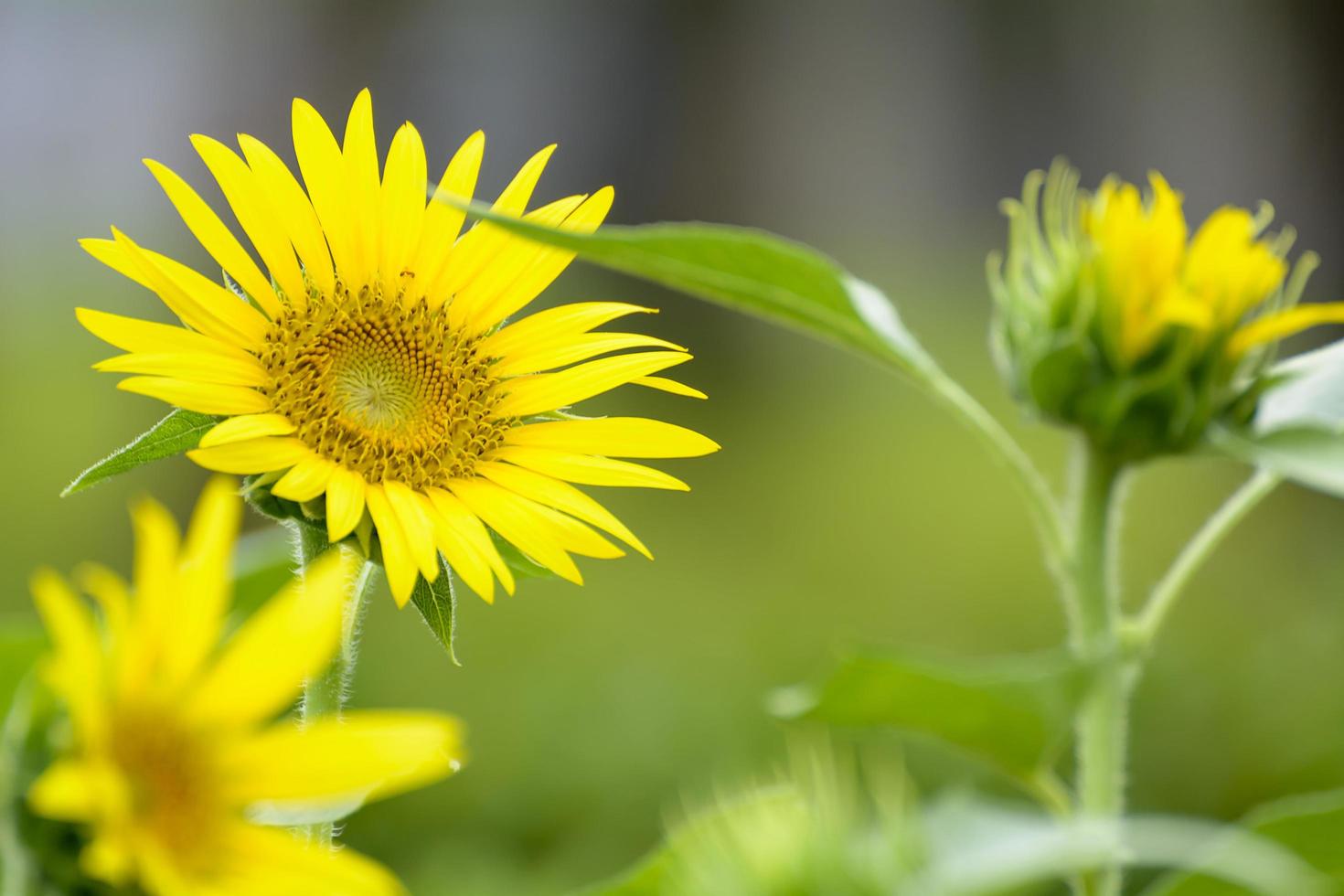 Sunflower in full bloom in field of sunflowers on a sunny day. photo