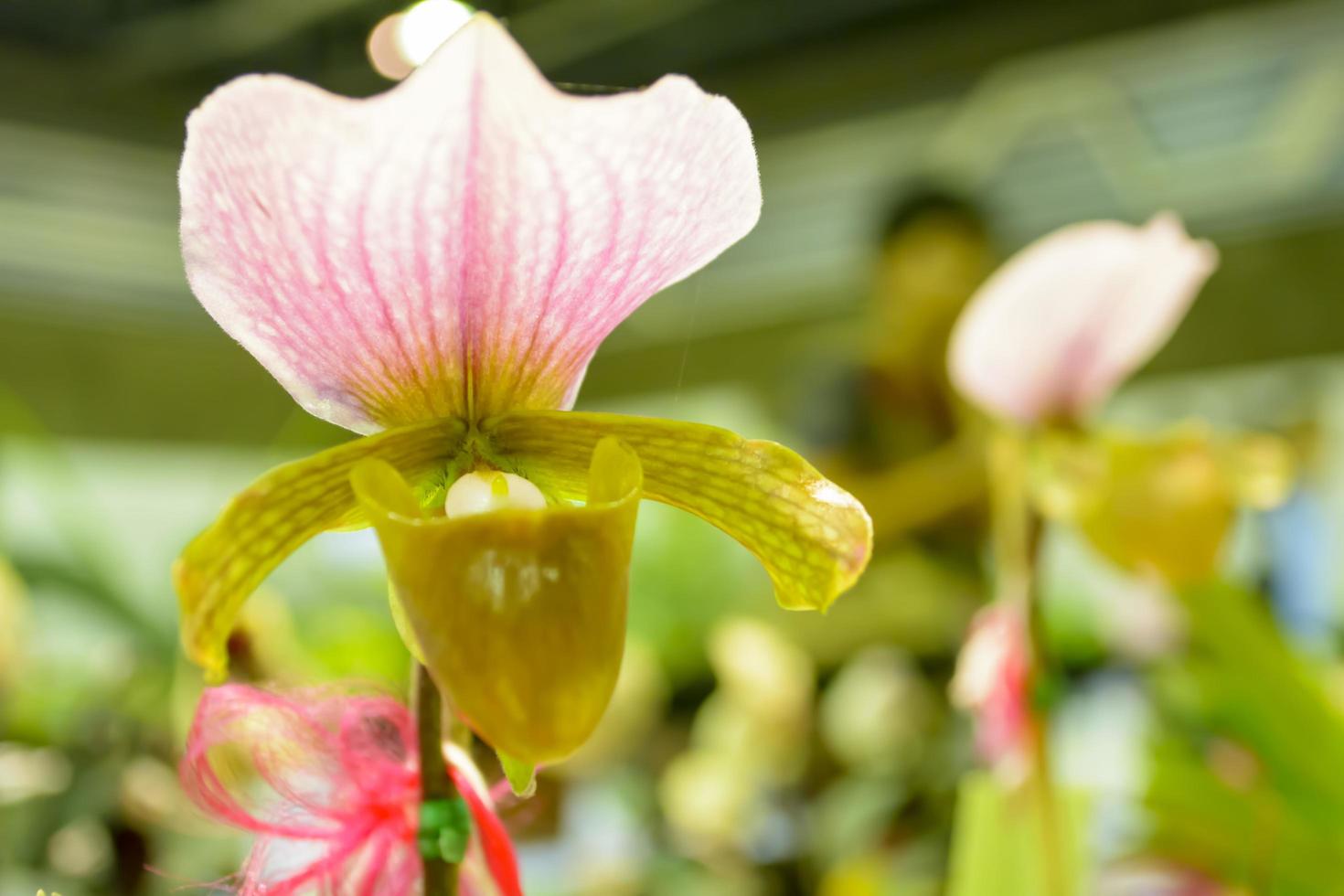 Paphiopedilum, often called the Venus slipper, is a genus of the Lady slipper orchid subfamily Cypripedioideae of the flowering plant family Orchidaceae. photo