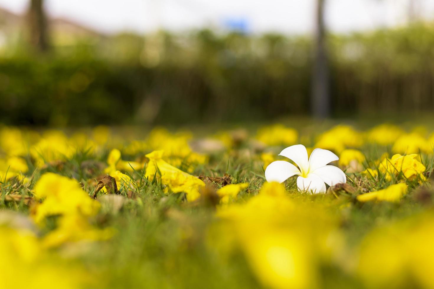 Plumeria flowers are most fragrant at night. it contains primarily deciduous shrubs and small trees. photo