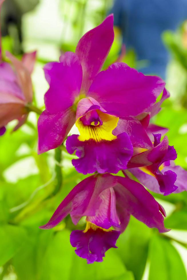 Cattleya es un género de 113 especies de orquídeas de costa rica y las antillas al sur de argentina. foto