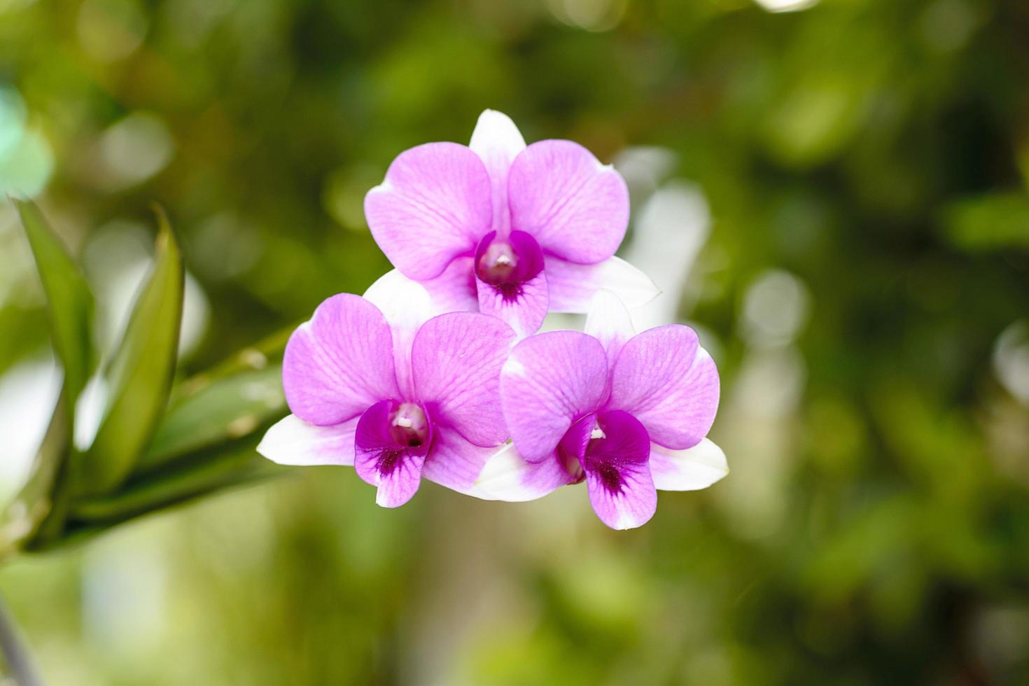 Orchidaceae is a diverse and widespread family of flowering plants, with blooms that are often colourful and often fragrant. photo