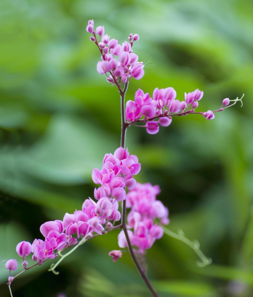 anzuelo antigonon leptopus foto